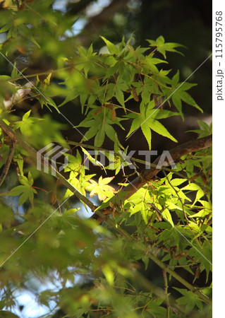 緑色の紅葉の葉！自然豊かな日本の風景！アウトドアやキャンプに最適な季節自然の中で感じる音と 115795768