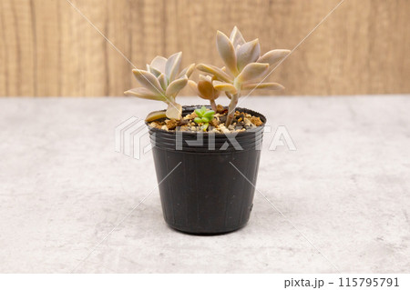 多肉植物　グラプトペタリウム属の多肉植物を黒ポットで栽培している 115795791