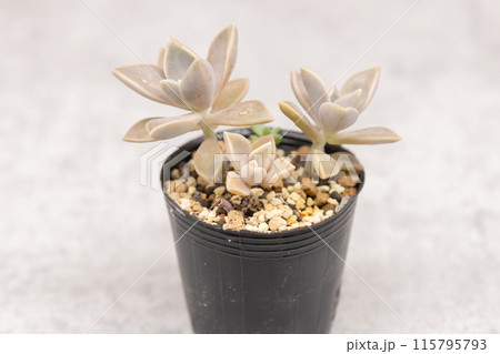多肉植物 グラプトペタリウム属の多肉植物を黒ポットで栽培している 多肉植物 グラプトペタリウム属の多肉植物を黒ポットで栽培している 115795793