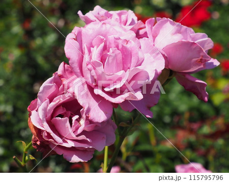 浜名湖花博2024紫の薔薇 115795796