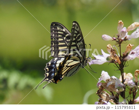 浜名湖花博2024花と蝶 115795811