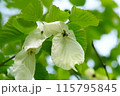 ハンカチの木、幽霊の木 115795845