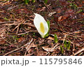 春の野山に自生する水芭蕉 115795846