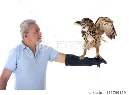 Eurasian eagle-owl in studio Eurasian eagle-owl in studio 115796159
