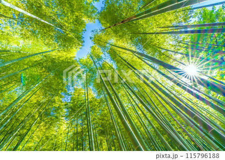 日本の横浜都市景観 黄色みがかり始めた美しい竹林と太陽光…希望の光…＝16日 115796188