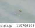 水面に浮かぶ亀 115796193