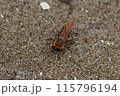 浜辺を歩くツチバチ 115796194