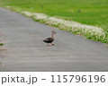散歩しているカモ 115796196