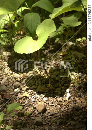 フキが作るハートの影 115796235