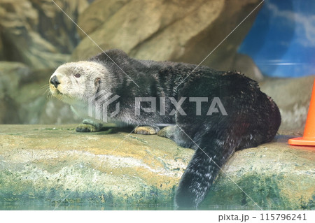 マリンワールドのらっこ、リロくん マリンワールドのらっこ、リロくん 115796241