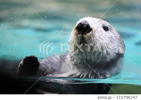 マリンワールドのらっこ、リロくん 115796247