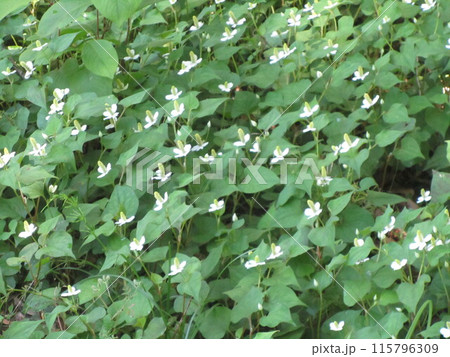 ドクダミの花 115796309