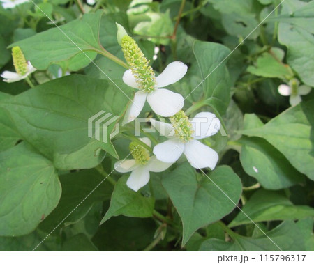ドクダミの花 115796317