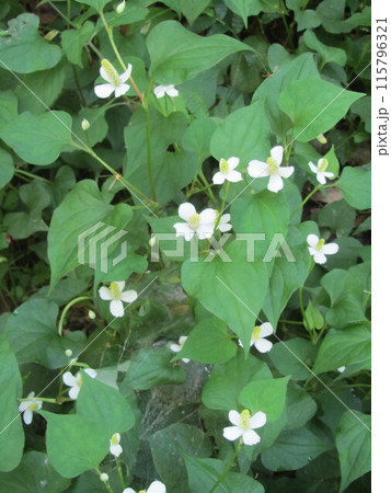 ドクダミの花 115796321