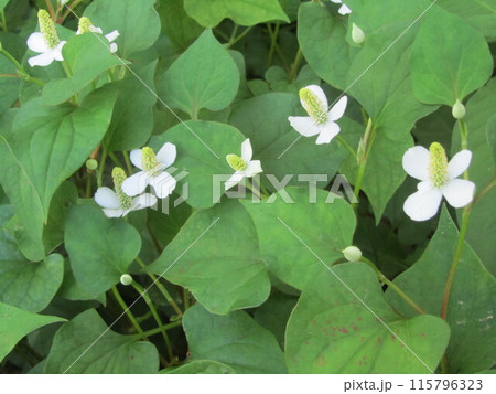 ドクダミの花 ドクダミの花 115796323