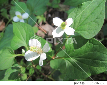 ドクダミの花 115796337