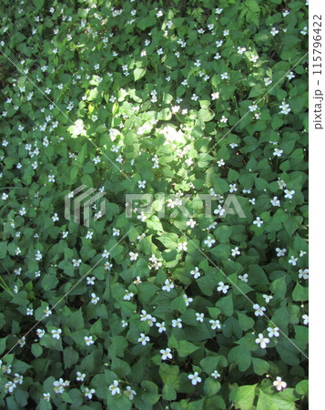 ドクダミの花 ドクダミの花 115796422