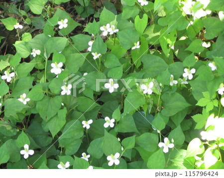 ドクダミの花 ドクダミの花 115796424