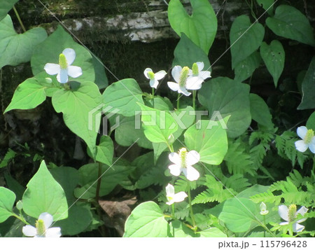 ドクダミの花 115796428