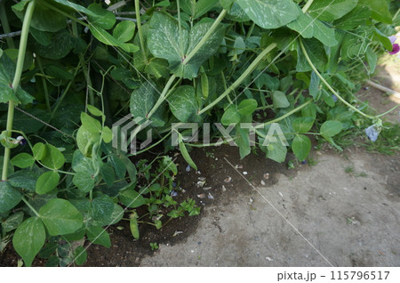 さやえんどう 115796517