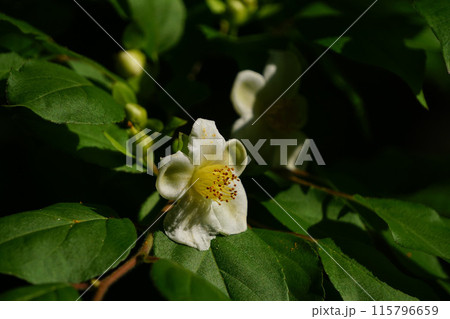 ひめしゃら 115796659