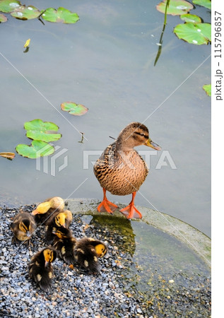 カルガモの親子 カルガモの親子 115796857