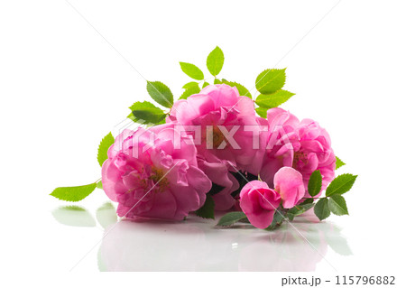 Beautiful pink rose on a white background Beautiful pink rose on a white background 115796882