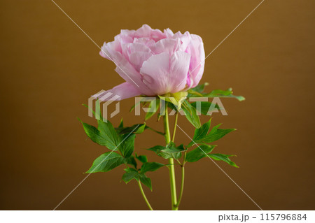 Pink tree peony flower, isolated on brown background 115796884