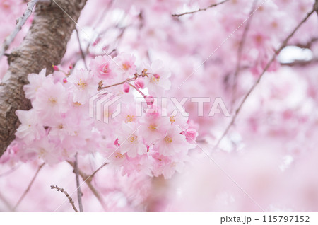 前ボケのあるしだれ桜の木 前ボケのあるしだれ桜の木 115797152