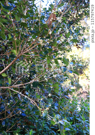 白いヒイラギモクセイの花 115797419