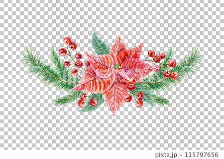Poinsettia, fir branches, berries. Hand drawn watercolor illustration isolated on white background. For Christmas and New Year cards, invitations, banners, posters, brochures. 115797656