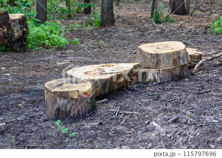 Stumps on the lawn after cutting down trees. Stumps on the lawn after cutting down trees. 115797696