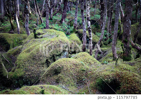 北八ヶ岳 白駒池周辺 苔の森 北八ヶ岳 白駒池周辺 苔の森 115797785