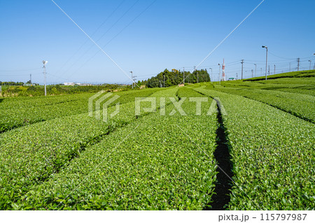 島田市にある牧之原大茶園の青空の下に広がる茶畑の風景(静岡県) 島田市にある牧之原大茶園の青空の下に広がる茶畑の風景(静岡県) 115797987