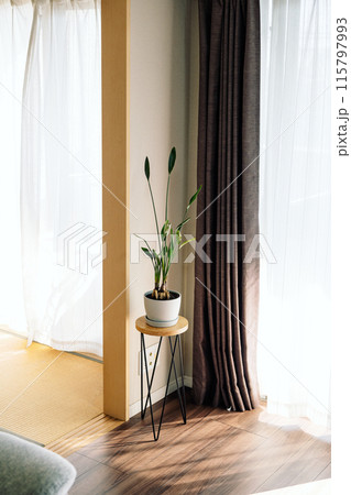 部屋に飾られた観葉植物 115797993