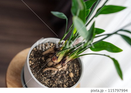 観葉植物 観葉植物 115797994