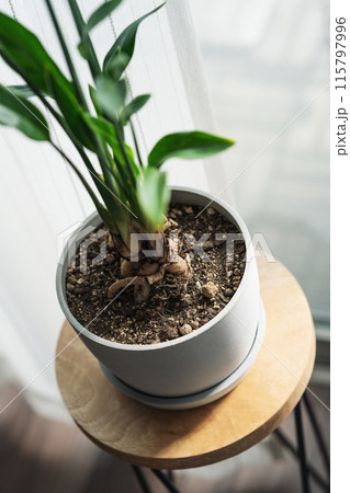 観葉植物 115797996