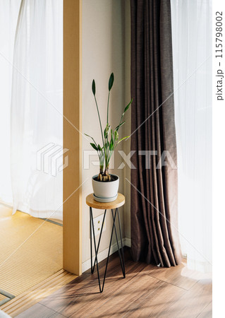 部屋に飾られた観葉植物 部屋に飾られた観葉植物 115798002