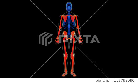 Human skeleton appendicular skeleton anatomy for medical concept 3D rendering Human skeleton appendicular skeleton anatomy for medical concept 3D rendering 115798090