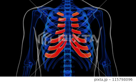 Human skeleton costal cartilage anatomy for medical concept 3d rendering Human skeleton costal cartilage anatomy for medical concept 3d rendering 115798096