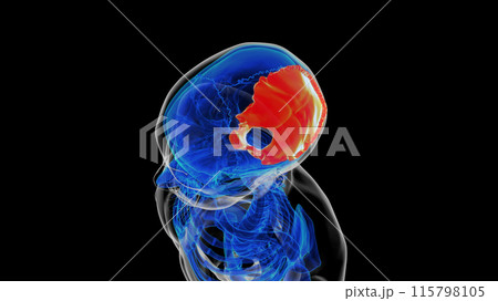 Human skeleton skull occipital bone anatomy for medical concept 3D rendering Human skeleton skull occipital bone anatomy for medical concept 3D rendering 115798105