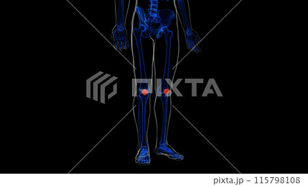 Human skeleton patella bone anatomy for medical concept 3d rendering Human skeleton patella bone anatomy for medical concept 3d rendering 115798108