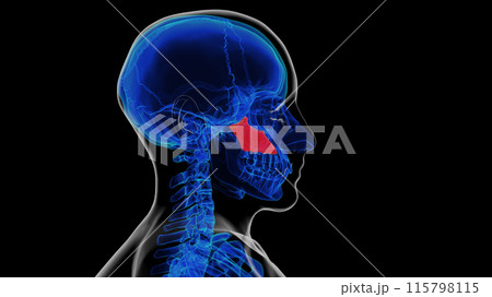 Human skeleton vomer bone anatomy for medical concept 3D rendering Human skeleton vomer bone anatomy for medical concept 3D rendering 115798115