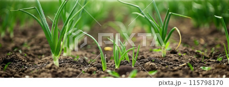 In detailed botanical illustration style yellow tomatoes thrive on a plantation, their rich, organic fruit ripening amid lush green vines showcasing natures intricate beauty In detailed botanical illustration style yellow tomatoes thrive on a plantation, their rich, organic fruit ripening amid lush green vines showcasing natures intricate beauty 115798170