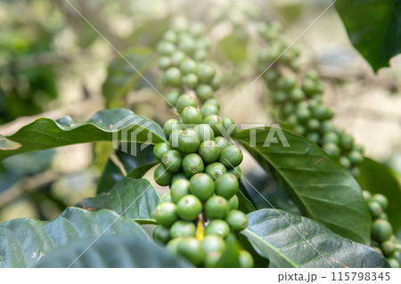 Coffee tree with green coffee berries on cafe plantation. 115798345