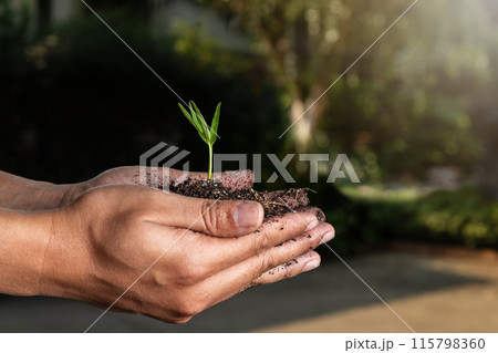 closeup hand of person holding abundance soil with young plant. Concept green world earth day 115798360