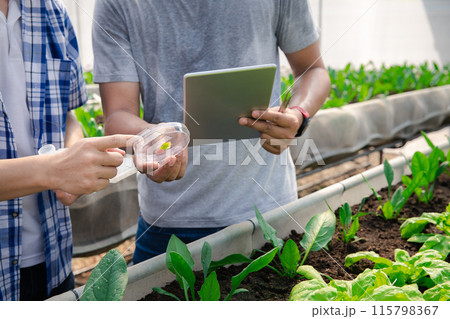 Farmers collect leaf spinach samples to analyze and assess quality in plant nursery greenhouse farm. Smart agriculture technology concept. Farmers collect leaf spinach samples to analyze and assess quality in plant nursery greenhouse farm. Smart agriculture technology concept. 115798367