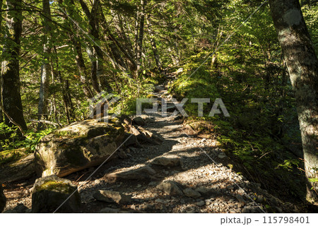 北岳白根御池へ続く登山道 山梨県南アルプス市 北岳白根御池へ続く登山道 山梨県南アルプス市 115798401