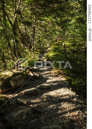 北岳白根御池へ続く登山道　山梨県南アルプス市 115798402