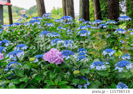 磯山神社の紫陽花（栃木県鹿沼市） 115798519